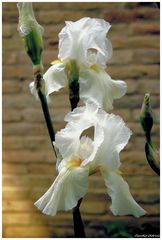 White Iris blooming