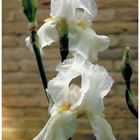White Iris blooming