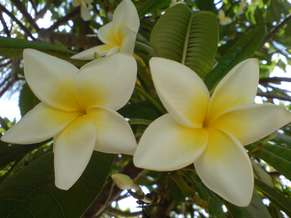 White Jasmin sleeve (Jasmin manga branco)