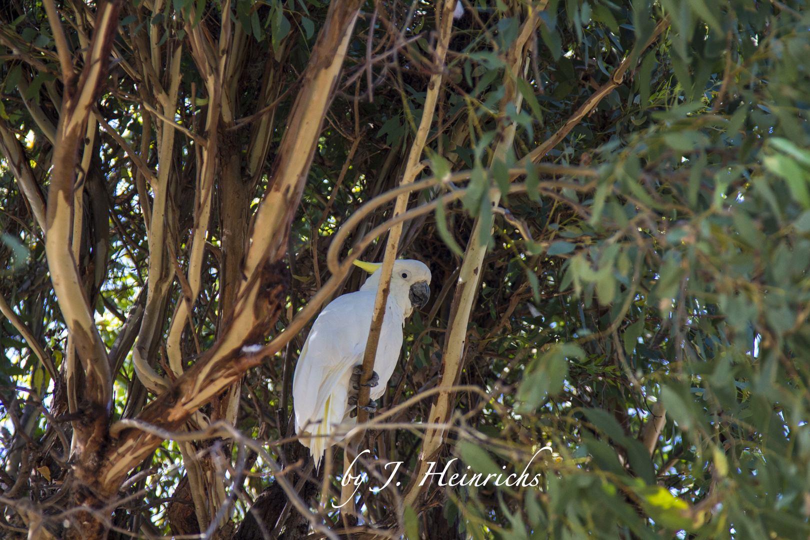 White Kakadu