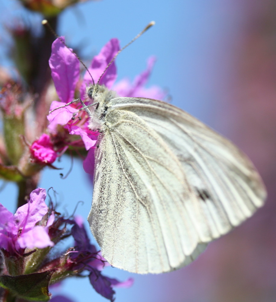 White Lady