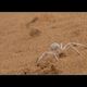 White Lady in der Namib