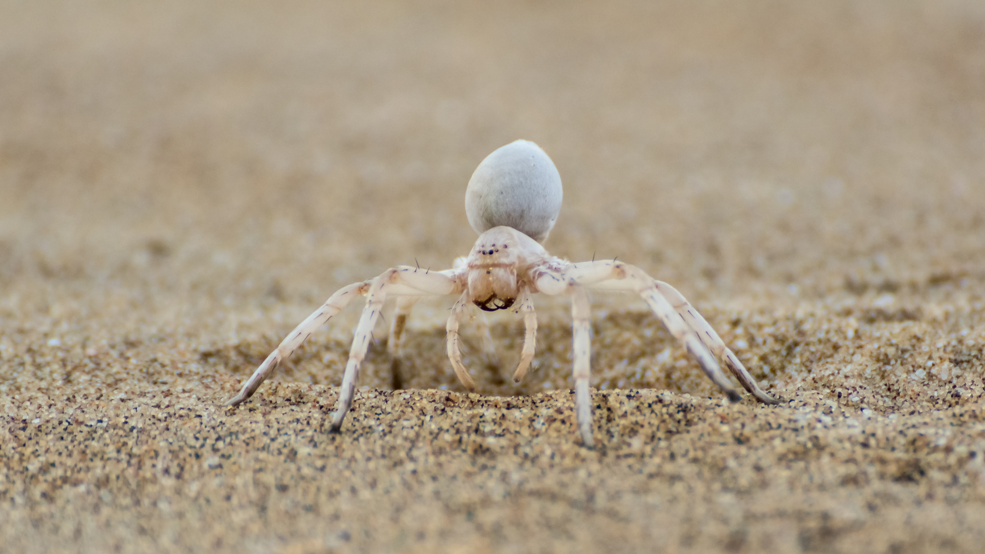 'White Lady'-Spinne