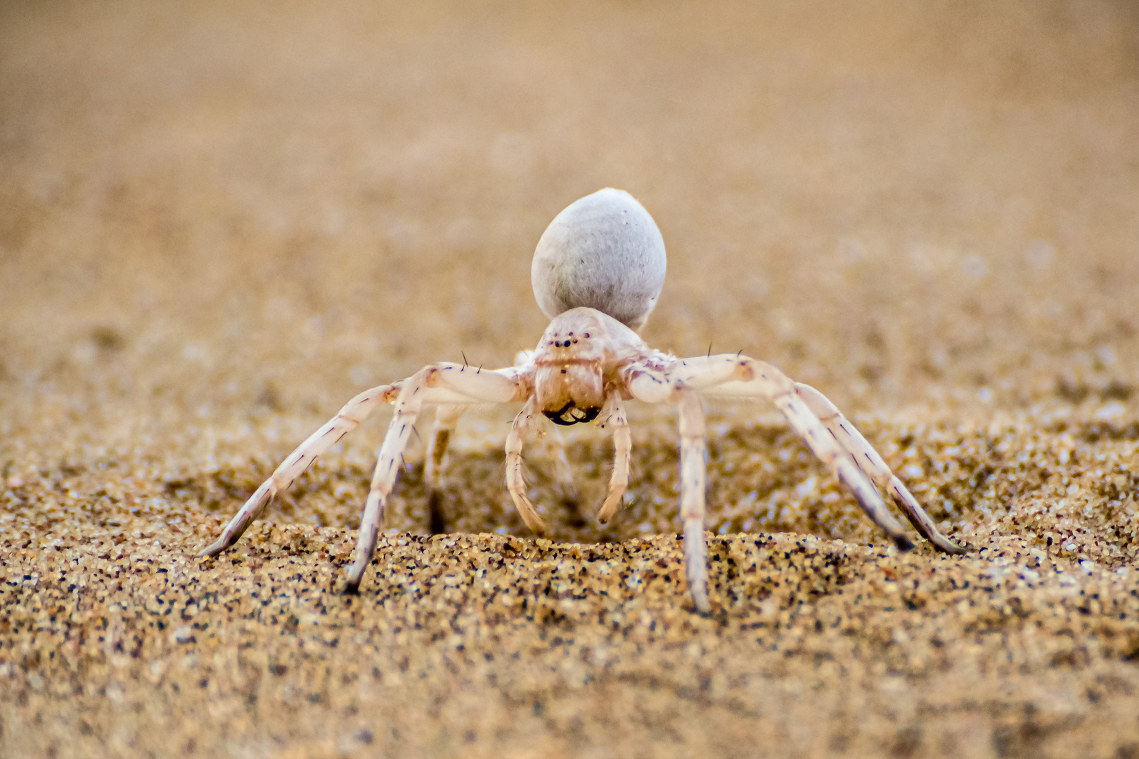 White Lady Spinne