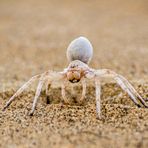 White Lady Spinne