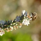 White Lavender