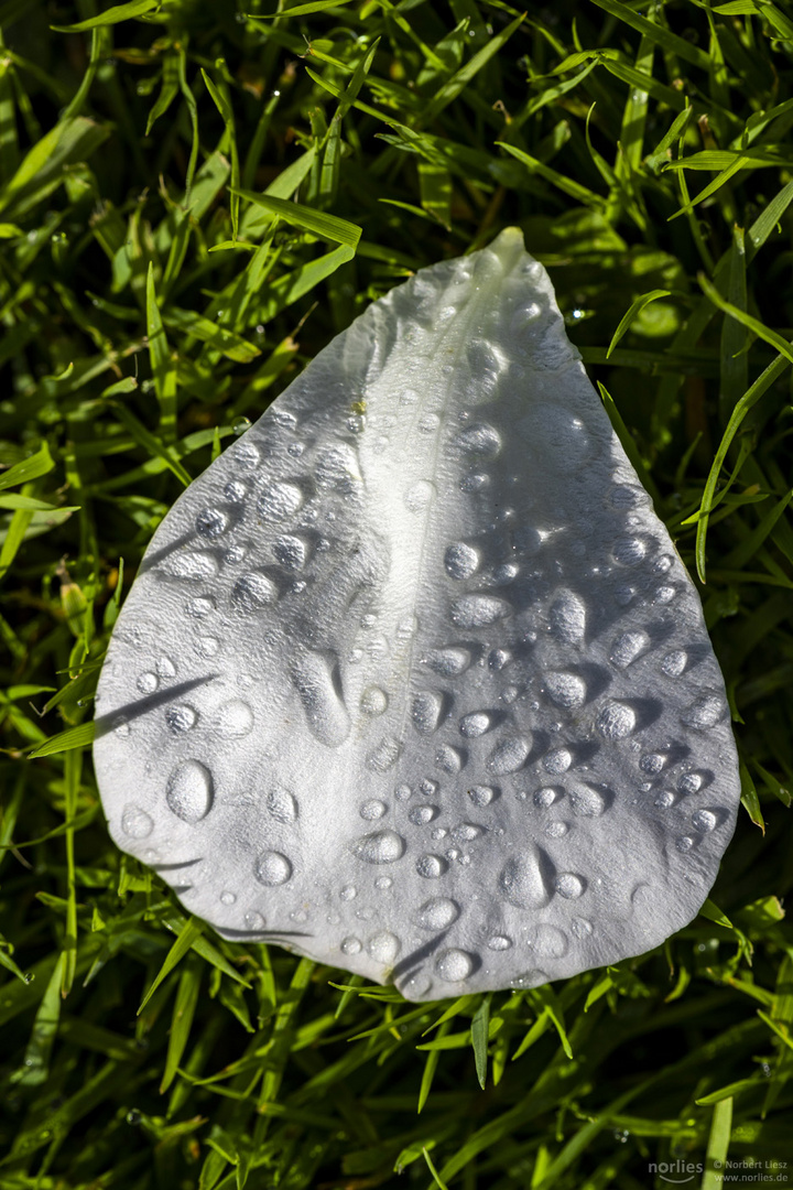 white leaf