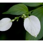 White leaf