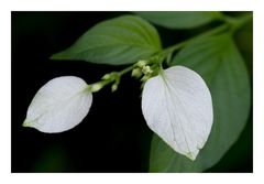 White leaf