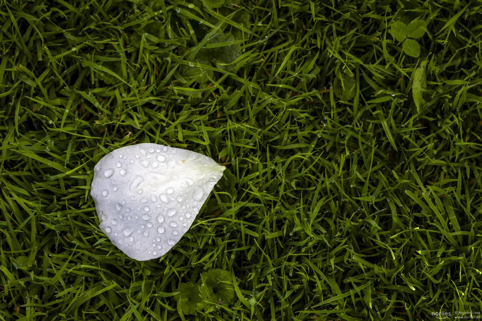 white leaf with drops