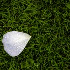 white leaf with drops