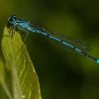 White-legged Damsel aka Platycnemis pennipes