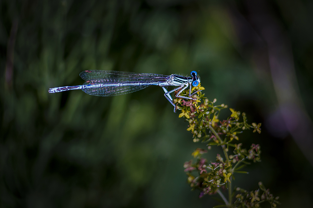 White-legged Damselfly