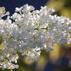 White lilac