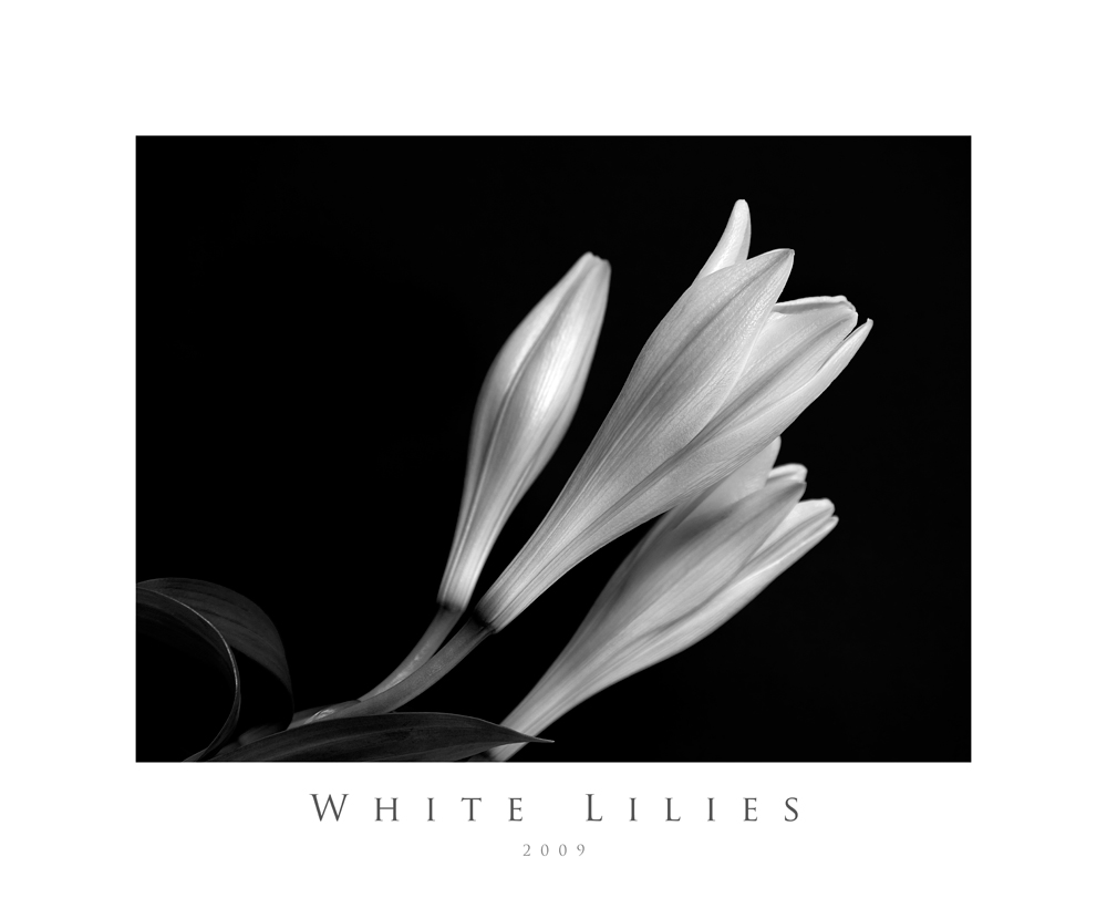 White Lilies