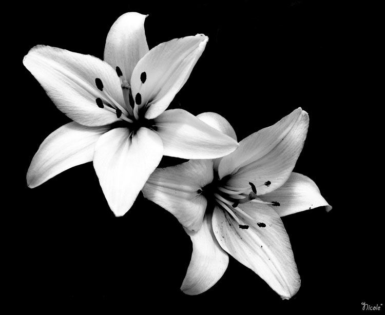 white Lilly