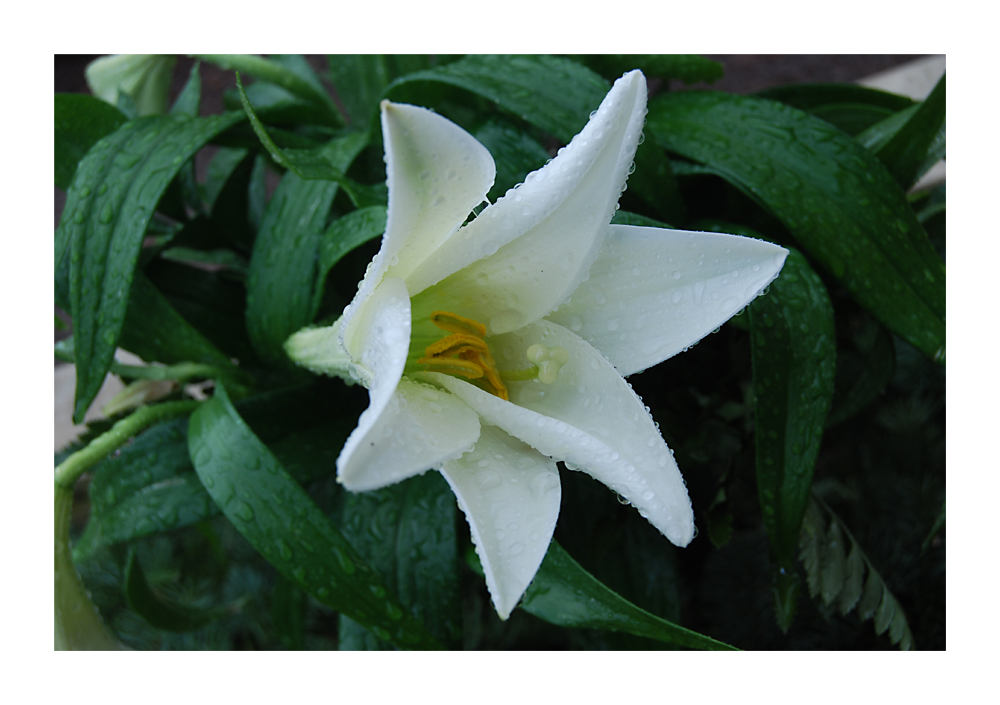 White Lilly