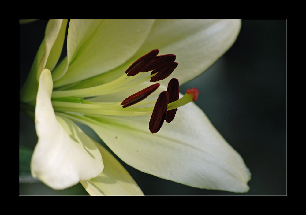 White Lilly No. 1