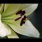 White Lilly No. 1