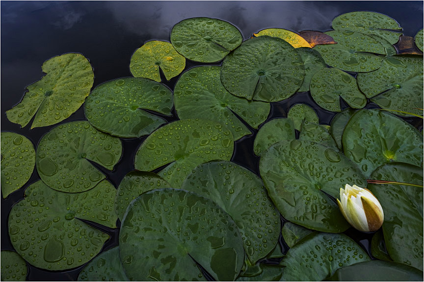 White Lilly One 