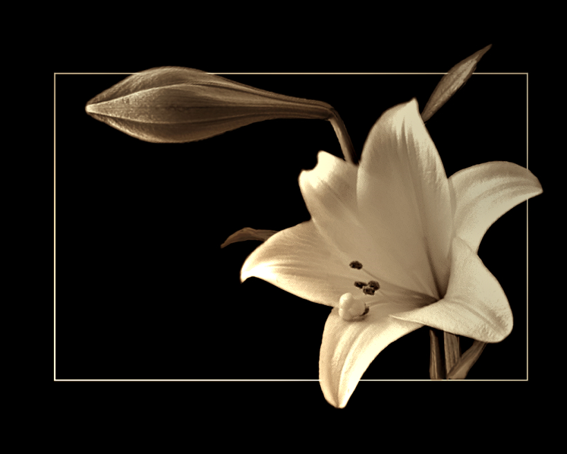 white lily