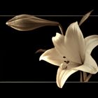 white lily