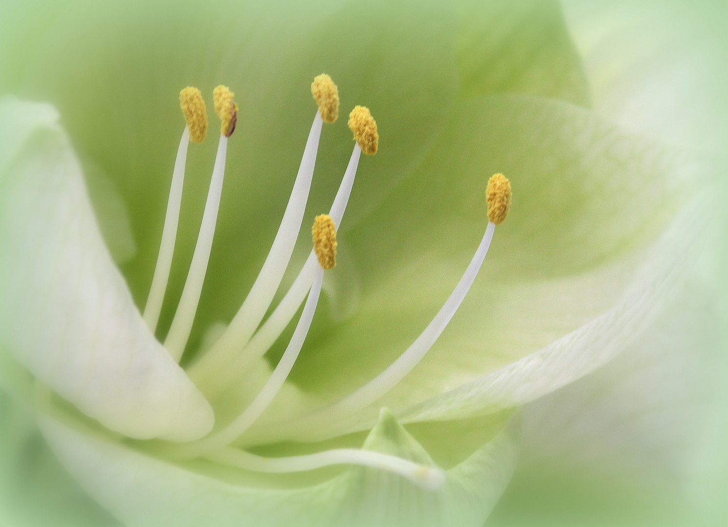 White Lily Foto & Bild | spezial, makro, weiß Bilder auf fotocommunity