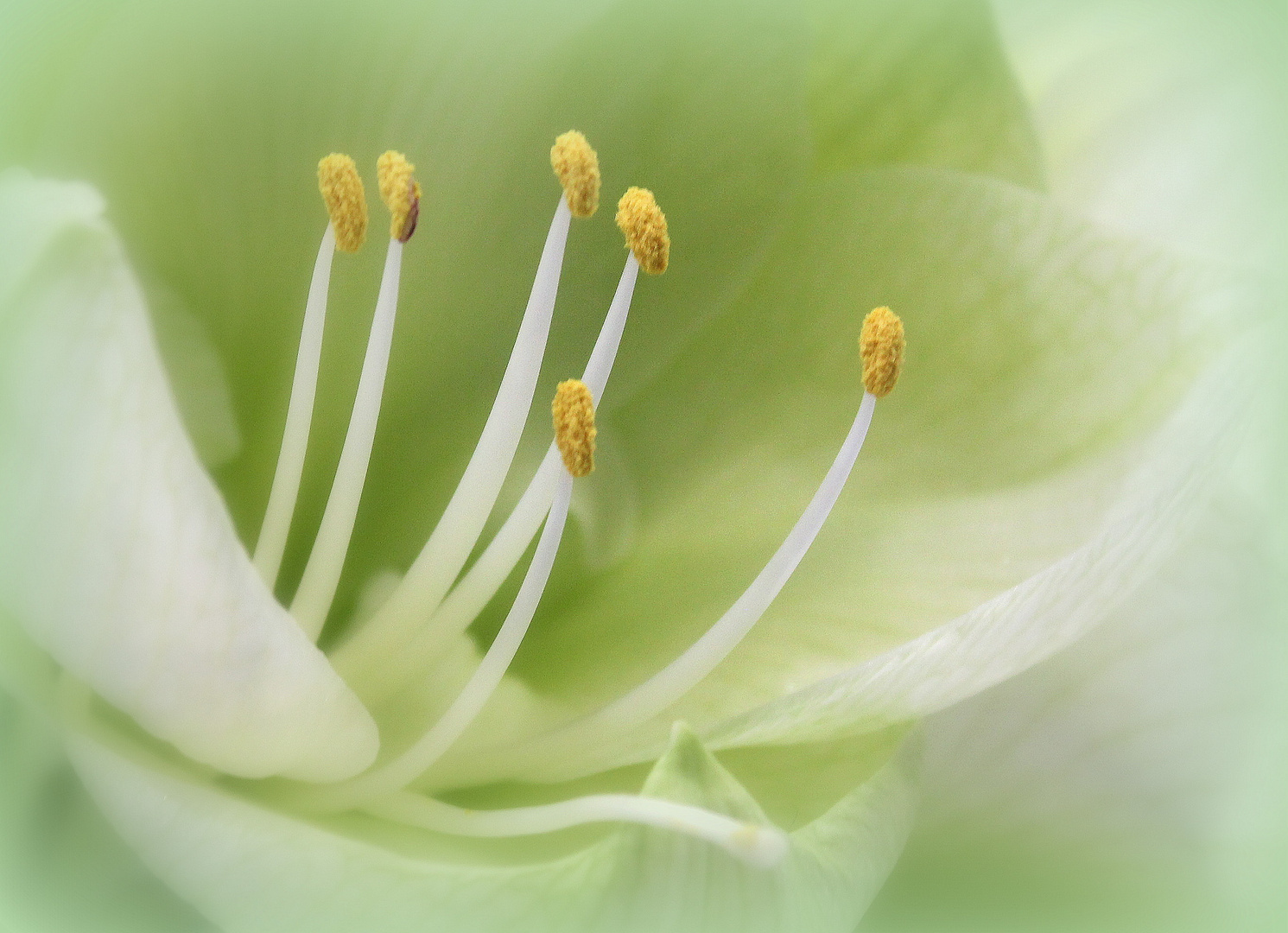 White Lily