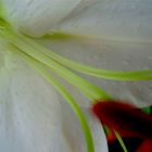 *white lily*