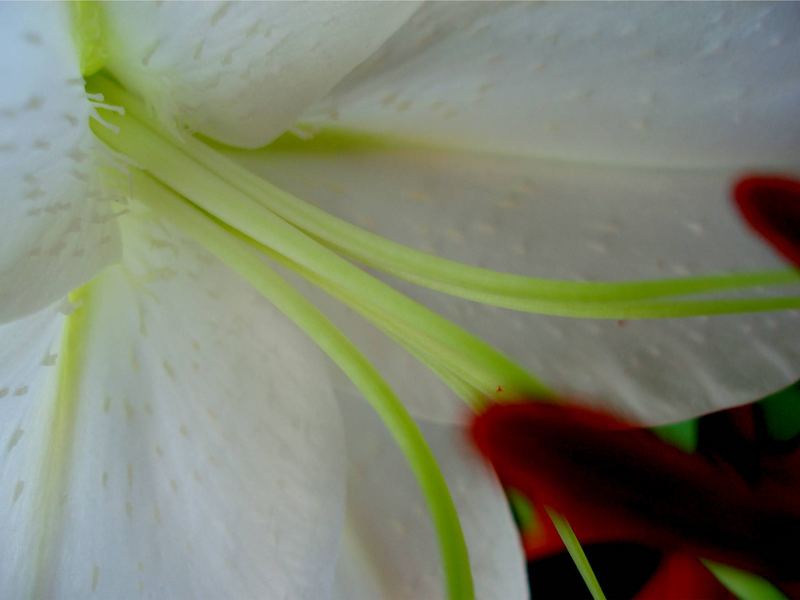 *white lily*