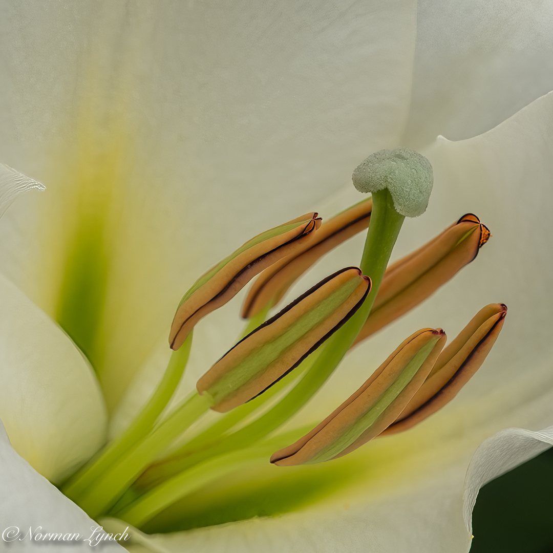 White Lily Macro