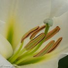 White Lily Macro