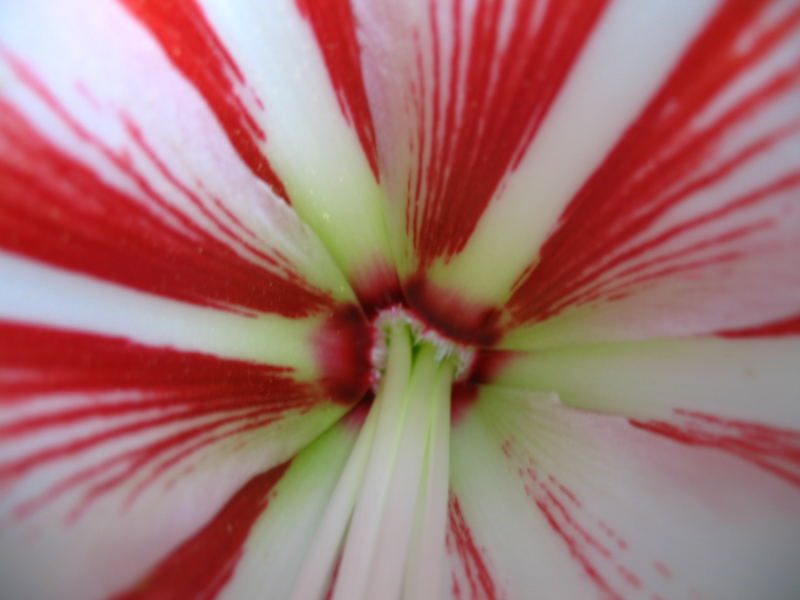 White lily with red stripes