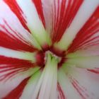 White lily with red stripes