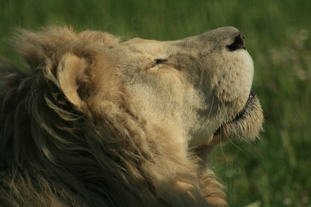 white lion