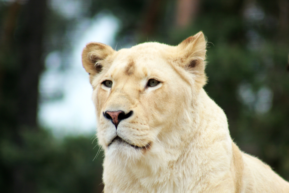 White Lion