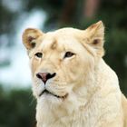 White Lion