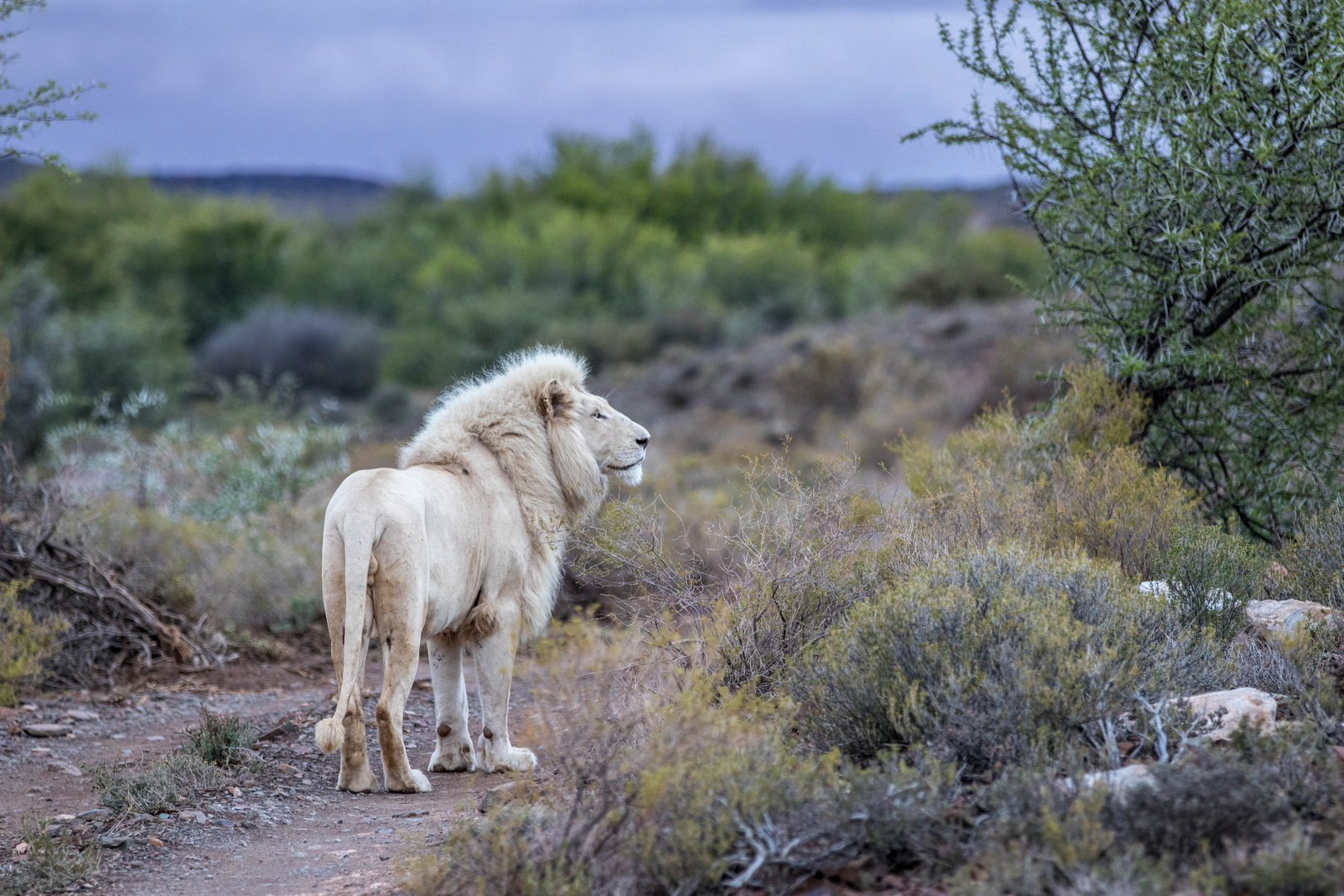 White Lion