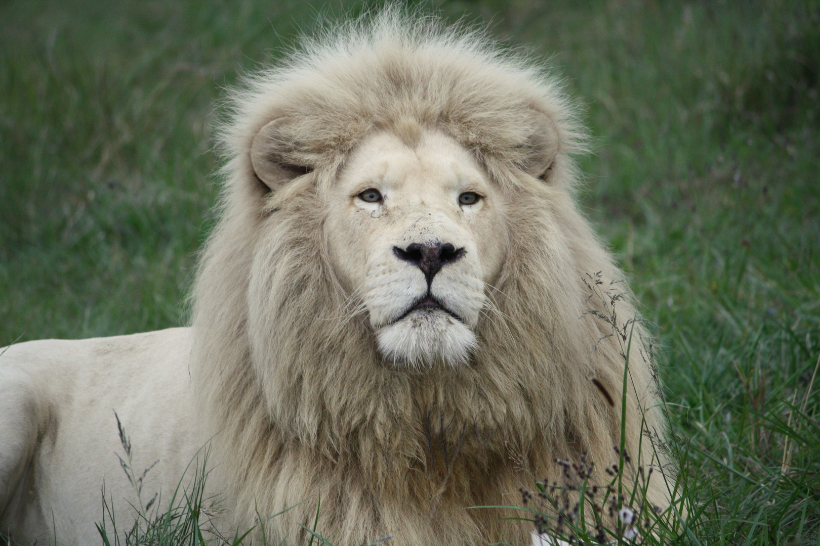 white lion