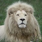 white lion