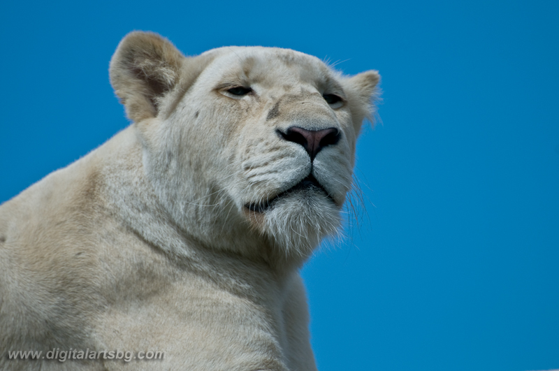 White lion