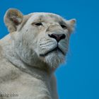 White lion