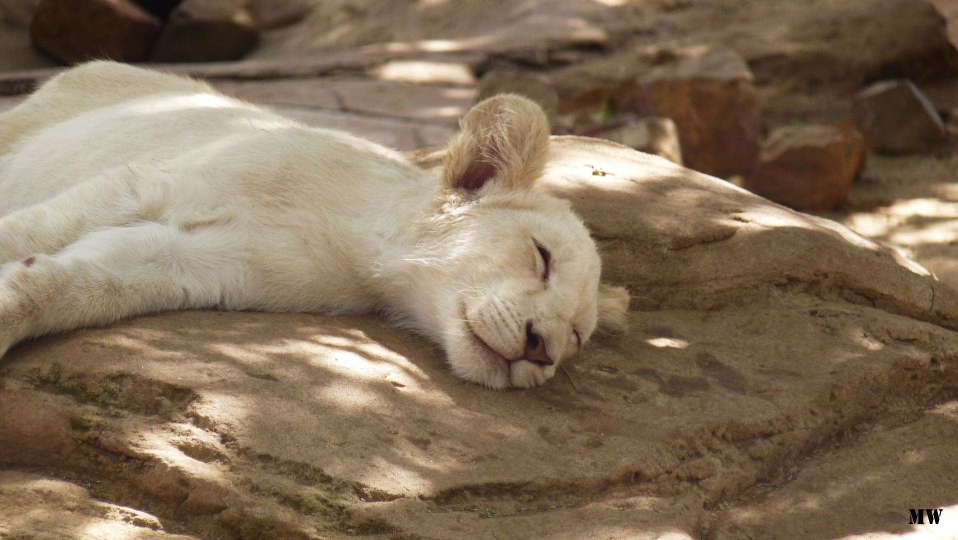 White Lion