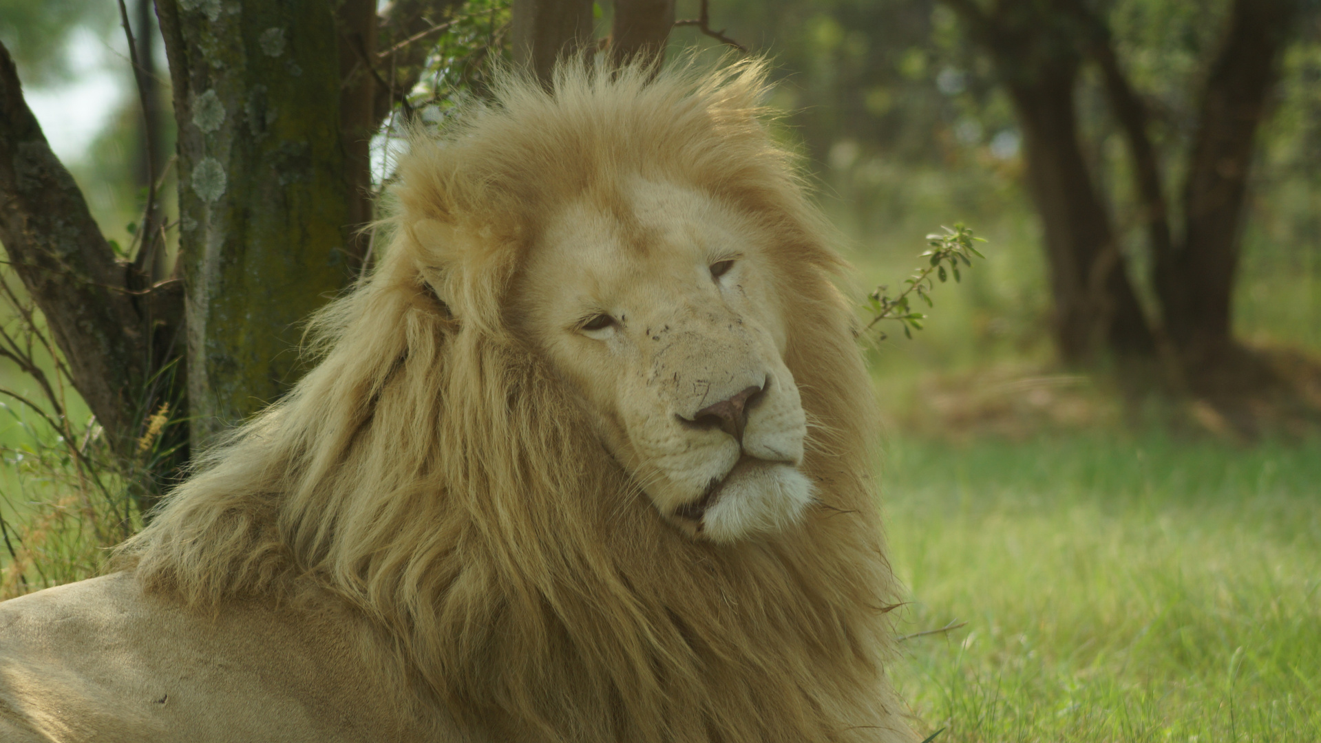 White lion