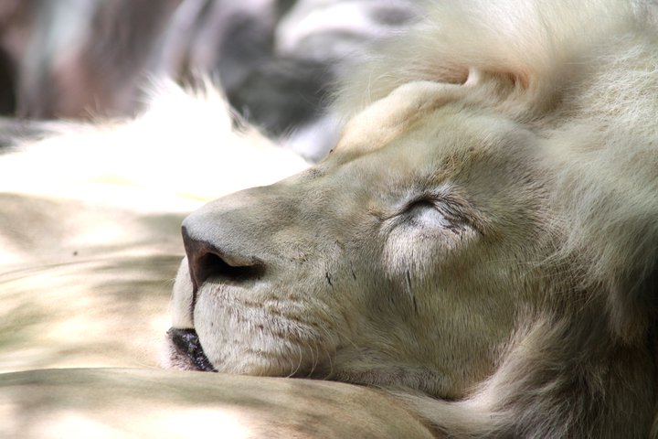 White Lion at Mirage Las Vegas