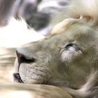 White Lion at Mirage Las Vegas