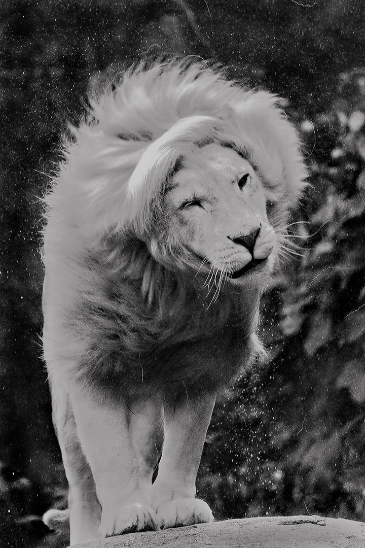 White Lion