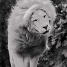 White Lion