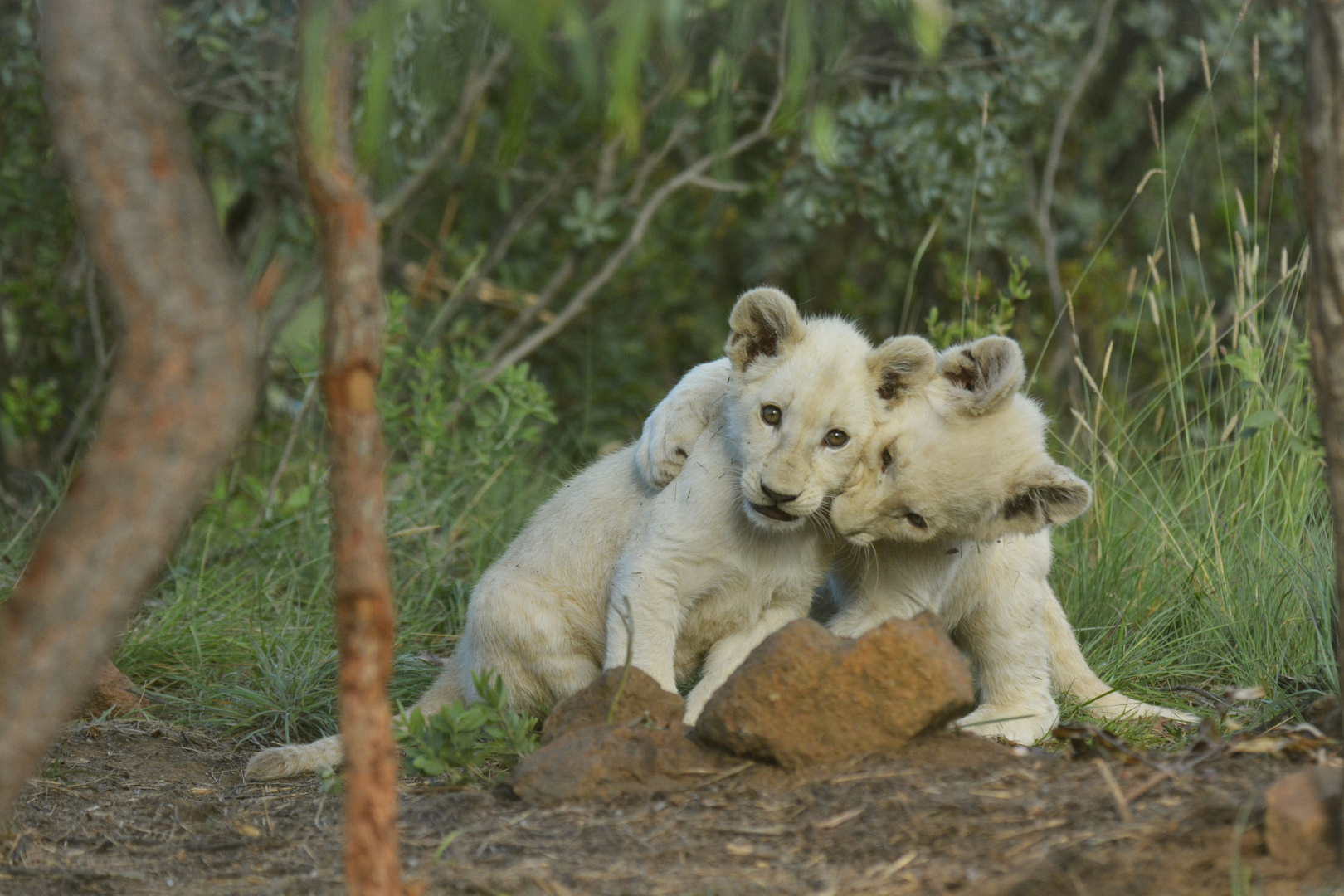 White Lion Cubs