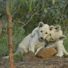 White Lion Cubs